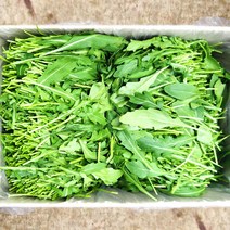 야채24닷컴 와일드루꼴라 300g, 1개
