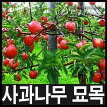 미니사과/미니사과묘목/후지오토매/접목1년특묘/2주