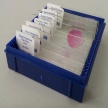 오피스안 미생물슬라이드세트(8종-USA) BI-42