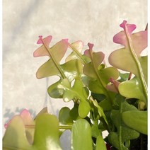 핑크 피쉬본 생선뼈 선인장 키우기 쉬운 다육 멋스런 실내 화초 식물 카페 인테리어 공기정화