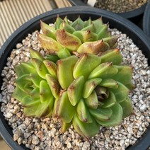 흑장미 자연군생 다육식물 묵은둥이