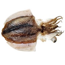 장수왕 국내건조 반건조 갑오징어 왕특대 1마리 (1kg이상) /반건 오징어 안주, 1마리(1kg이상)