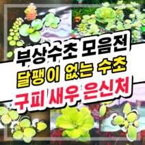 [수초스토어] 검역 부상수초 / 구피 새우 어항 쉬운 베타 수초 무이탄 은신처 개구리밥 미니물배추 무균 피시티아 필란터스플루이탄스 아마존프로그비트 목련물배추 살비니아쿠쿠라타, 5. 필란터스 플루이탄스(초록) 5뿌리