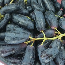 포도 최상급 프리미엄 블랙사파이어 가지포도 3kg