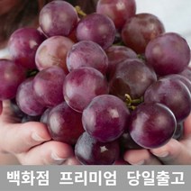 [특 등급 선별] 거봉 1kg 거봉포도 씨없는포도 씨없는거봉 가지포도 크림슨포도 11월제철과일 샤인머스켓 포도종류 애플포도 적포도 포도 샤인머스켓 샤인머스켓재배 코튼캔디포도, 본상품선택