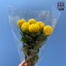 (로라네팜) 퐁퐁 국화 생화꽃다발 농장직송 (3color), 흰색