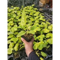 골드셀렘 수입셀렘 셀럼 소품 10~25cm 69
