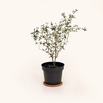 싱그러운 공기정화식물 소품 식물 모종 모음 마이플랜트, 23.마오리 소포라