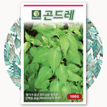 곤드레 나물 씨앗 100립 고려엉겅퀴 종자