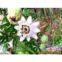 코룰리아시계초