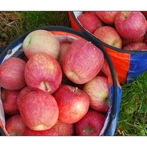 [준호농장] 밀양 얼음골사과 5kg 10kg, (19~20과)