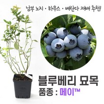 깨비농장 블루베리 나무 묘목 재배 키우기 (품종: 메이), 메이