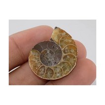 Generic 희귀석 수석 삼엽충 달팽이 장식품 암모나이트 화석