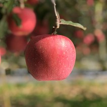 의성사과 금성산사과 5kg 15-16과 내외 비봉산사과 사촌가로숲사과, 상세페이지 참조