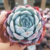 다육 다육식물 [8종을 한눈에 예쁜 다육]모음, 5번 - [비경젤리]