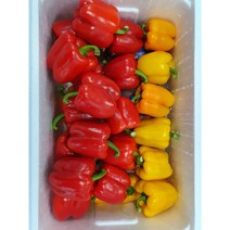 [특급] 싱싱한 못난이 파프리카 혼합 1kg 빨강노랑