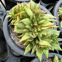 올식스 곰마리아철화 금종자2.8호, 1개