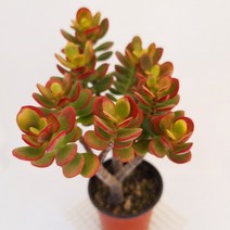 염좌 다육이 크라슐라 속 붉게 물든 염자 다육식물740, 단품, 1개