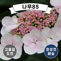 (나무85) 산수국 리벨리 P9 포트