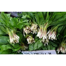 울릉도 자연산 명이나물 생채 2kg 산마늘