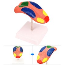 학원 공부방 이해용 혀모형 과학교구 완구 과학놀이 키트 IQ 인체모형 우리몸 인체교구 EQ