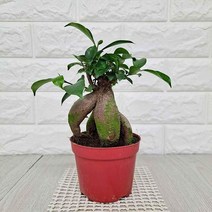 [M9AZ] 인삼펜다(소) 실내공기정화식물 공기청정식물 9990001EA, 쿠팡뽀 본상품선택