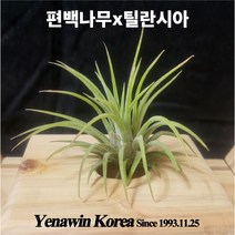편백나무로 틸란시아 키우기 틸란시아 틸란드시아 이오난사 공중식물 에어플랜트 공기정화식물, 3세트(이오난사 포함)