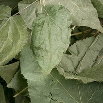 12WE_국산 삼지구엽초(음양곽) 600g 국내산 한약재 한방 약초, 12WE_국내산 삼지구엽초(음양곽) 600g, 12WE_국산 삼지구엽초 600g