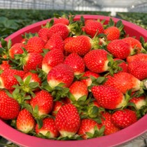[산지직송] 경남 하동 딸기 생딸기 설향딸기 금실딸기 킹스베리 제철 과일 1kg, <c.1> 킹스베리 왕왕특 1kg” class=”wr-img”></a></div>
</div>
</div>
</div>
<div class=
