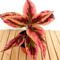 콜레우스 컴뱃 키우기 쉬운 도매 화훼 시장 가습 희귀 먼지먹는 식물, 단품