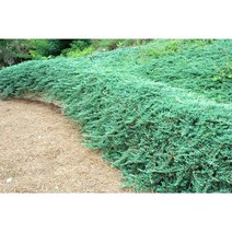 묘목 좀눈향 나무/(30cm~40cm) /3주 N0227