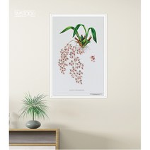 아이엠스톡 인테리어 액자 Oncidium Ornithorhynchum 난초 029 캔버스액자, 화이트원목