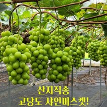 김천망고샤인머스켓 제품 검색결과