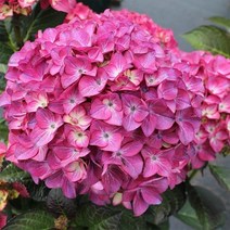 리서스원예 제주수국 한라수국 묘목 나무 개화주 포트묘, 제주한라수국 포트묘