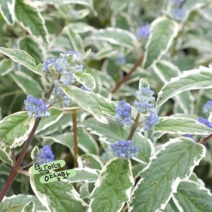 층꽃 [1포트] 화이트 서프라이즈 (복남이네 야생화 모종 caryopteris) 흰무늬