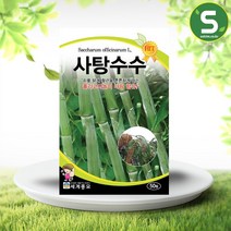 솔림텃밭몰 사탕수수씨앗 50립 사탕수수 희귀씨앗, 1개