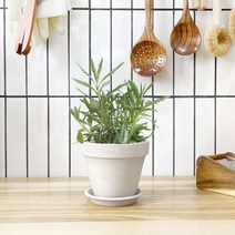 1+1 라벤더 키친허브 화분 세트 세이지 타임 장미허브 베란다 텃밭 허브 키우기, H02.라벤더, H28.루꼴라