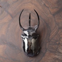 Chalcosoma chiron belangari male 121MM RARE SIZE 코카서스장수풍뎅이 키론장수풍뎅이 건조표본 곤충표본 헤라클레스장수풍뎅이, 121MM(사진의 개체)