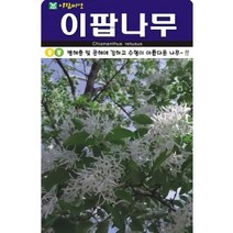 병해충 및 공해에 강하고 수형이 아름다운 나무 이팝나무 씨앗 100립