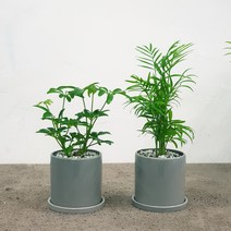 꽃피우는청년 천연가습기 실내공기정화식물 2종 세트 (테이블야자 홍콩야자), 유광 원형 그레이