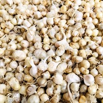 청년농부 국내산 충남 서산 달래씨앗 500g 단위 달래씨 달래모종 달래종자 달래종구, 1개