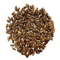 국산 자연산 볶은창이자300g 수세미300g 유근피300g 볶은작두콩300g