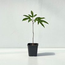 황칠나무 식물 미니 일자 S자 수형, 미니 일자 기본포트, 혼합색상, 1개