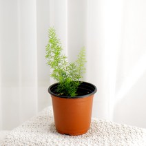 갑조네 아스파라거스 메이리 고사리식물 실내화분 공기정화식물, 1개