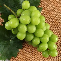 [오감프룻]꿀당도 최상품 망고포도 씨없는 국내산 샤인머스켓 2kg 4kg, 1개, 샤인머스켓 특품2kg(4수)