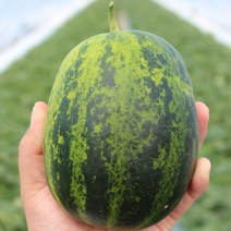 성산 파파야메론 극강당도 꿀 고당도 양구멜론 설향, 파파야메론 (특) 5kg 5~16과