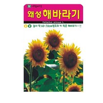 SN월드 씨앗 고급꽃씨 꽃씨앗, 고급 - 왜성해바라기(10립)
