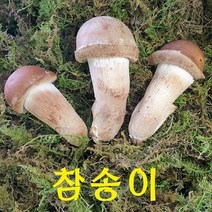 인생버섯 곡성 참송이버섯 500g/1kg (2시전주문 내일도착/국내산 친환경 산지직송), 1박스, 1등급 500g