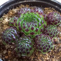 [혀느의정원]아로스바위솔, 1개