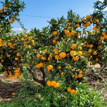 [예약 주문] 23년 10월 4일부터 발송 노지 감귤 중대과 5kg 10kg 제주 직송, 제주 노지감귤 중대과 10kg (60개 내외), 1개